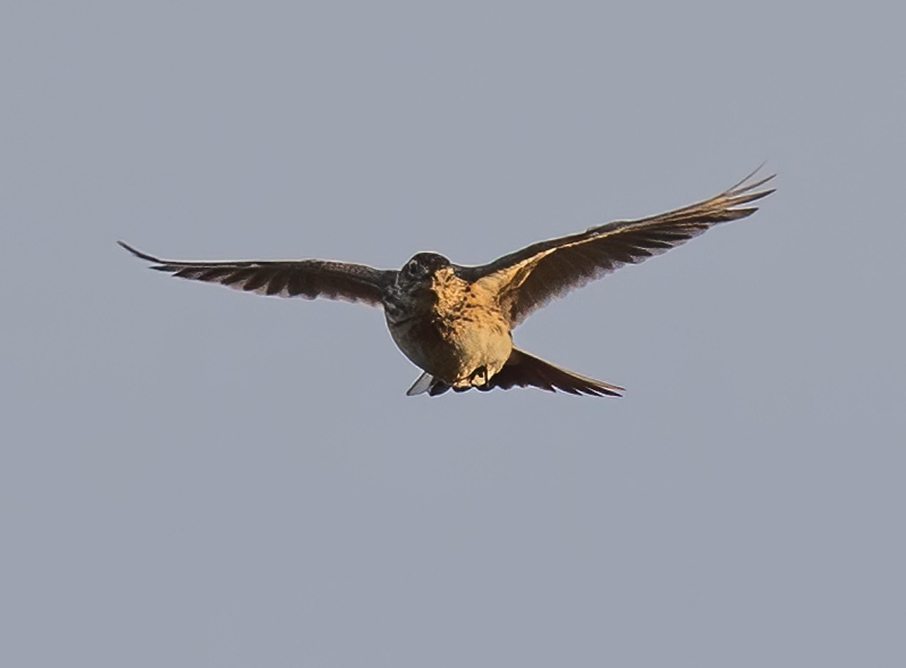 Fondo de Pantalla de pixabay_7019810.jpg