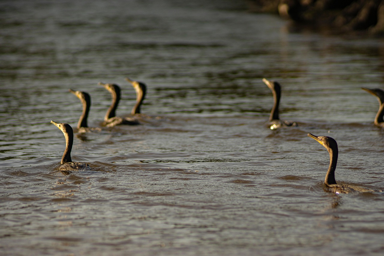 Fondo de Pantalla de pixabay_7479054.jpg