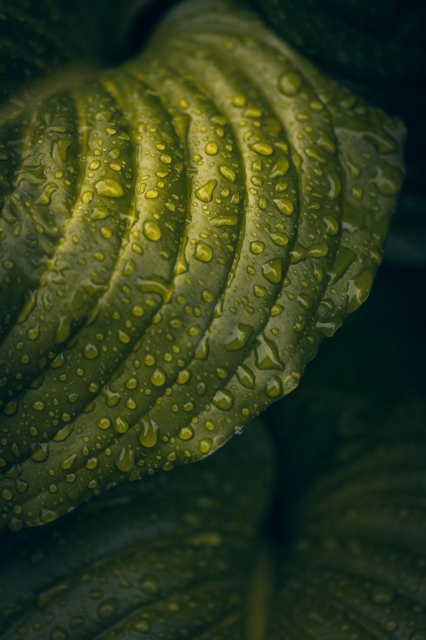 Fondo de Pantalla de pixabay_8049076.jpg