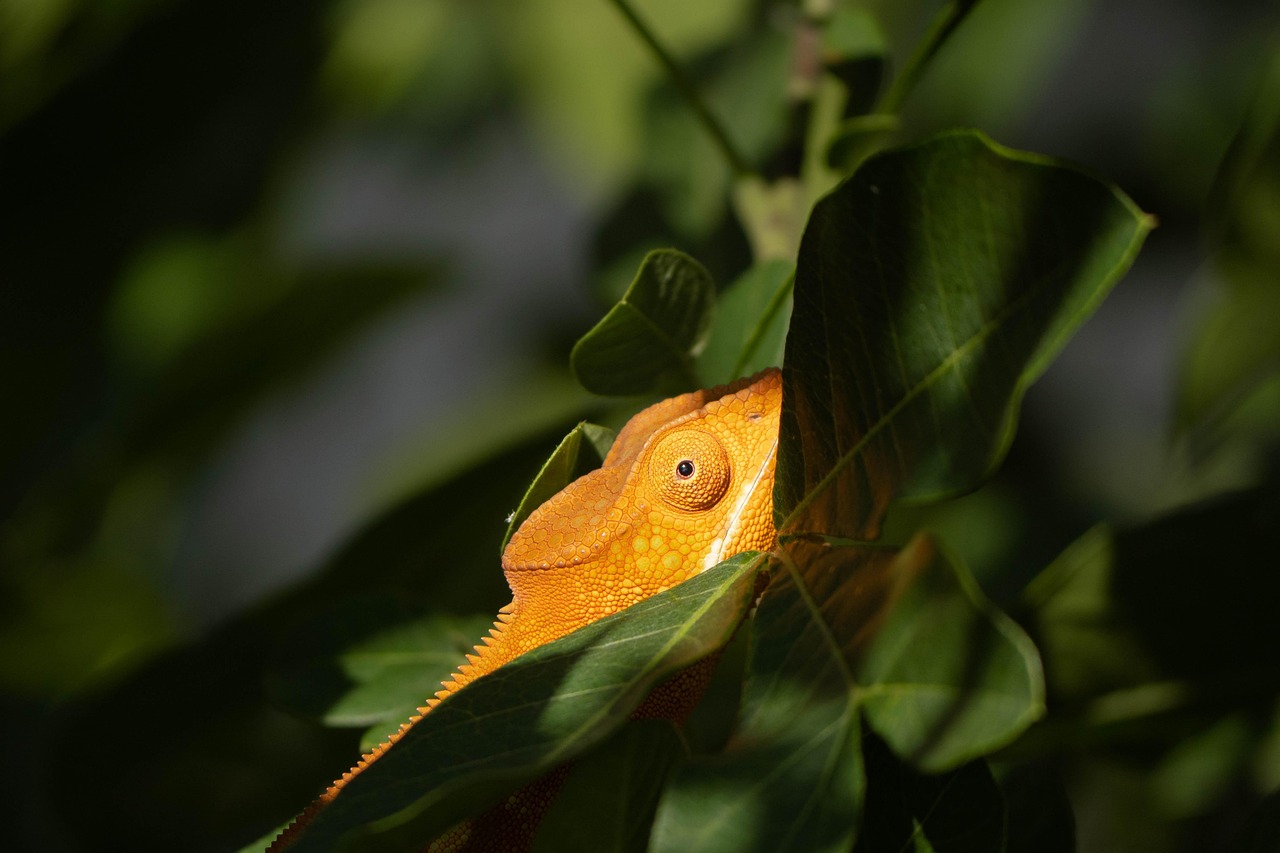 Fondo de Pantalla de pixabay_8217030.jpg