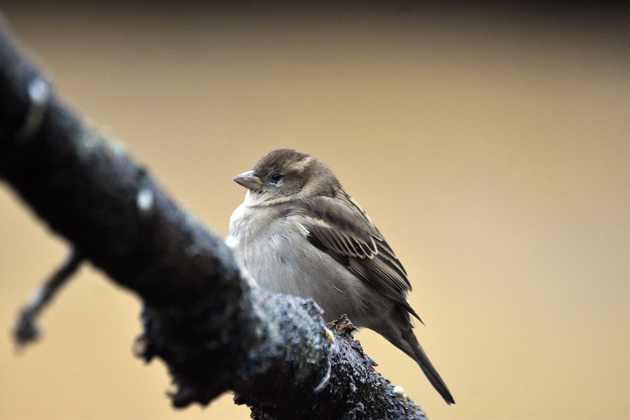 Fondo de Pantalla de pixabay_8413000.jpg