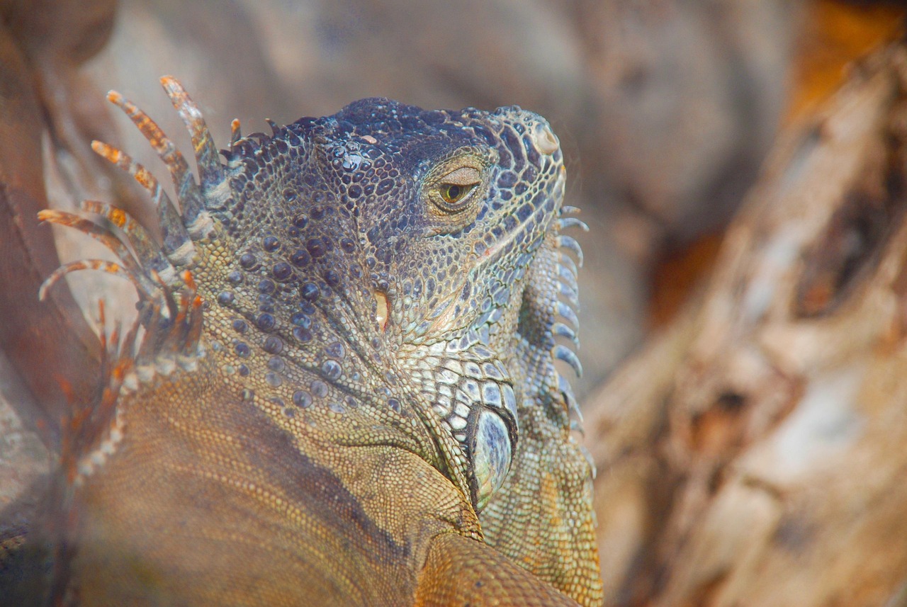 Fondo de Pantalla de pixabay_858074.jpg