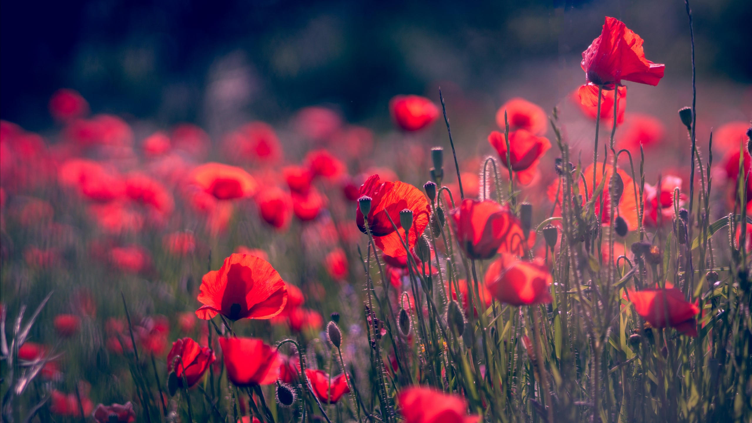 Poppy 2560x1440 red flower summer 4k 5k