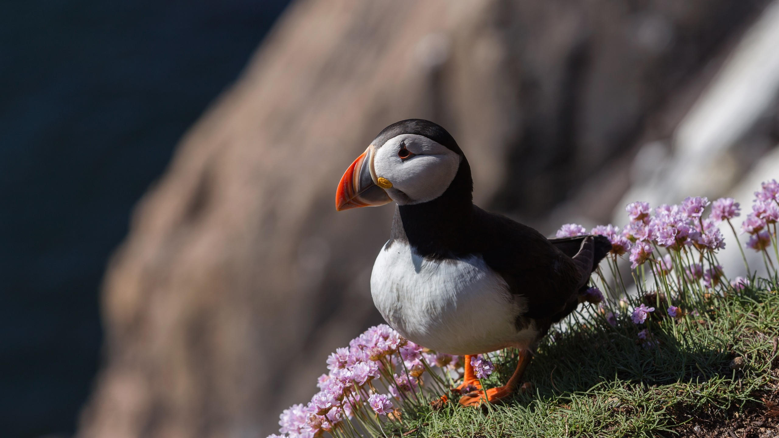Puffin 2560x1440 bird 4k
