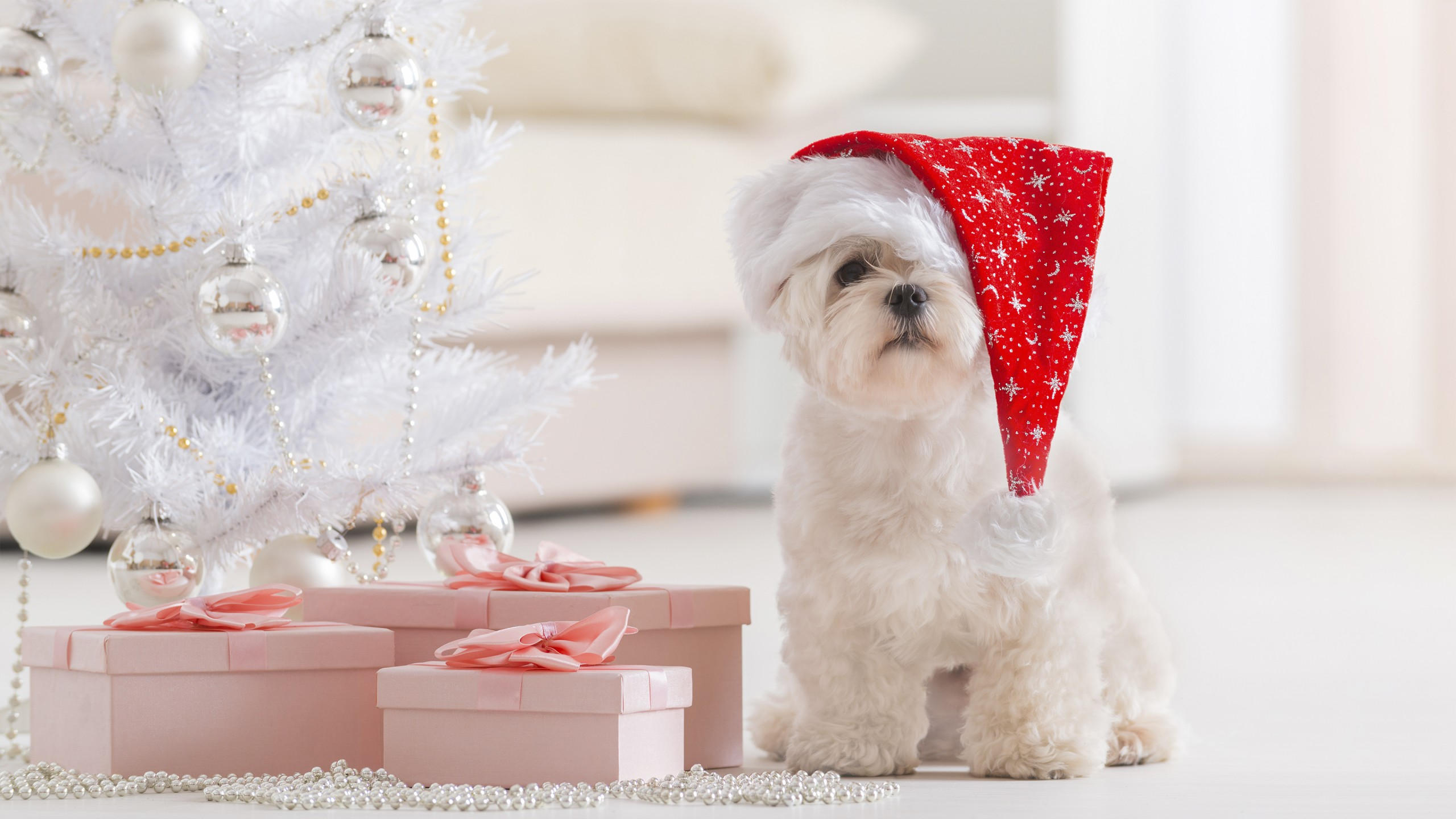 Puppy 2560x1440 christmas new year fir tree
