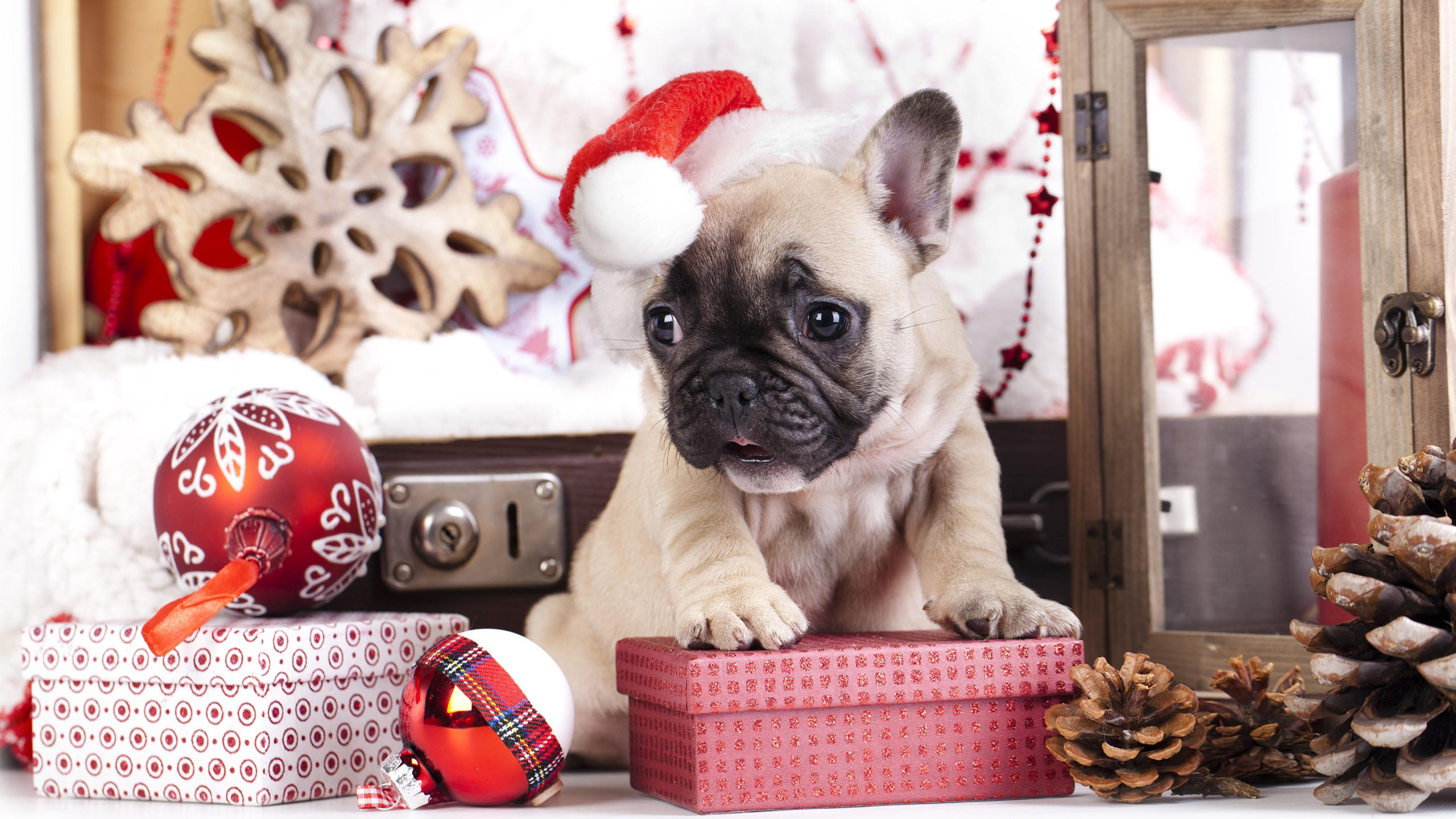 Puppy 2560x1440 cute animals christmas new year 4k