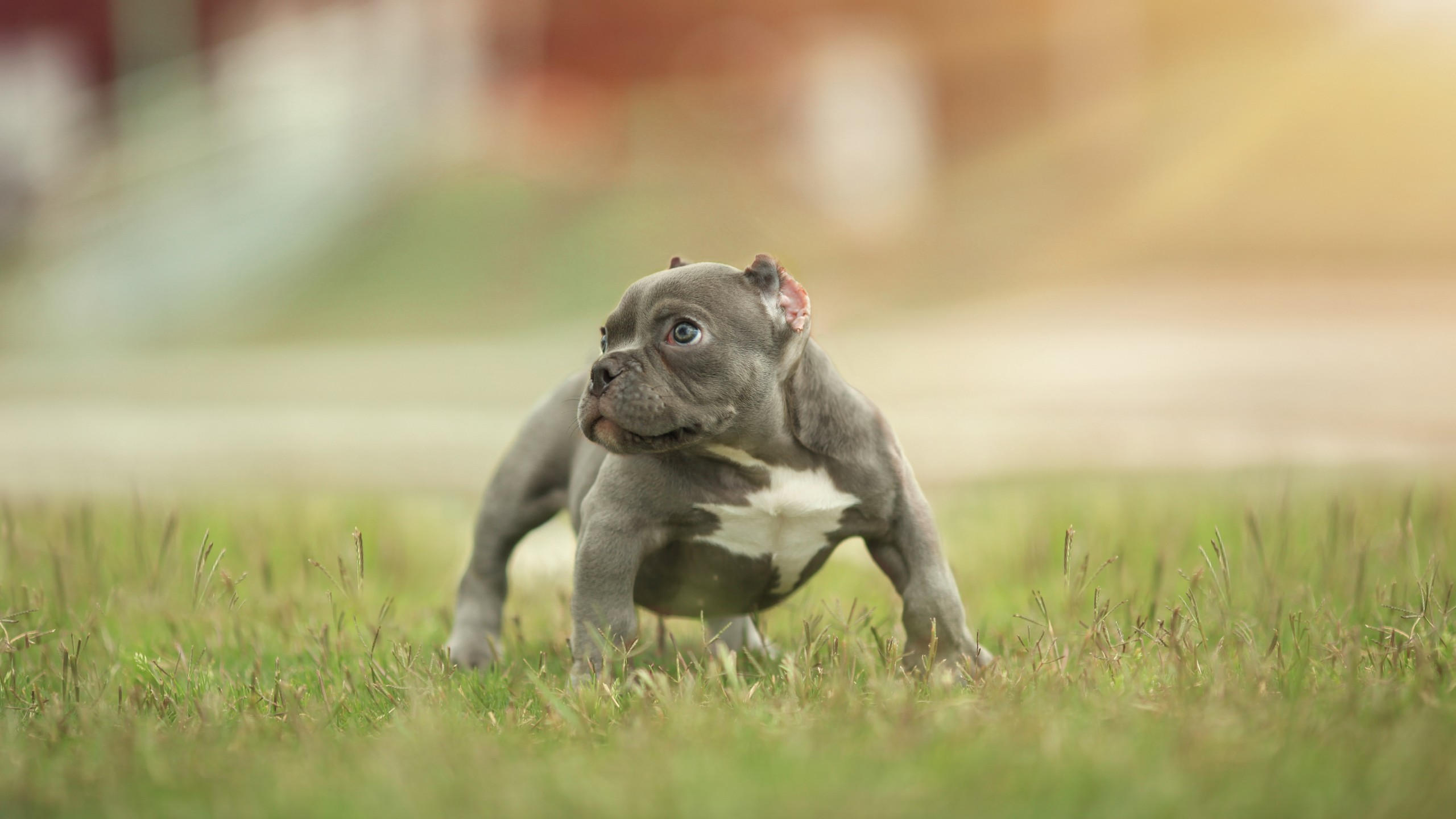 Puppy 2560x1440 funny animals 5k