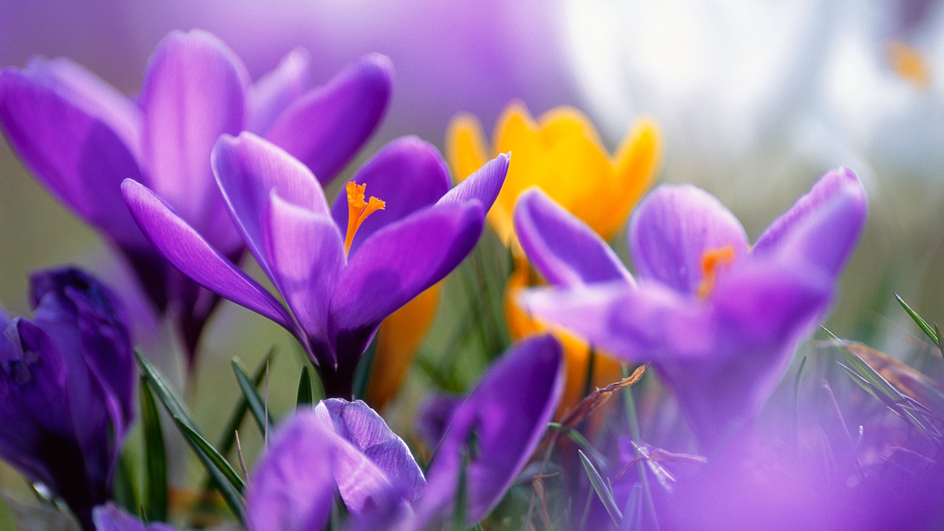 Purple crocuses