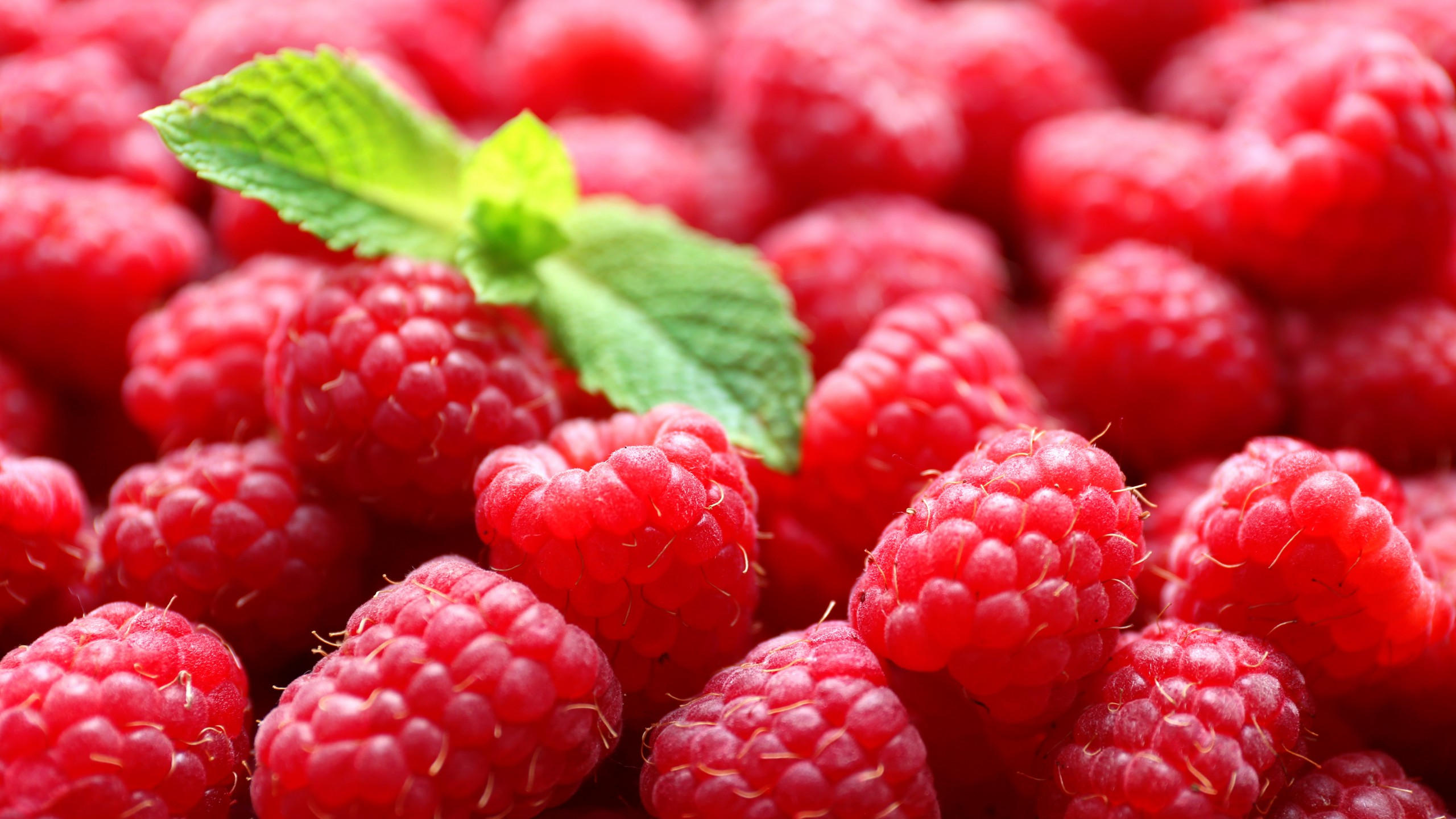 Raspberries 2560x1440 delicious 5k