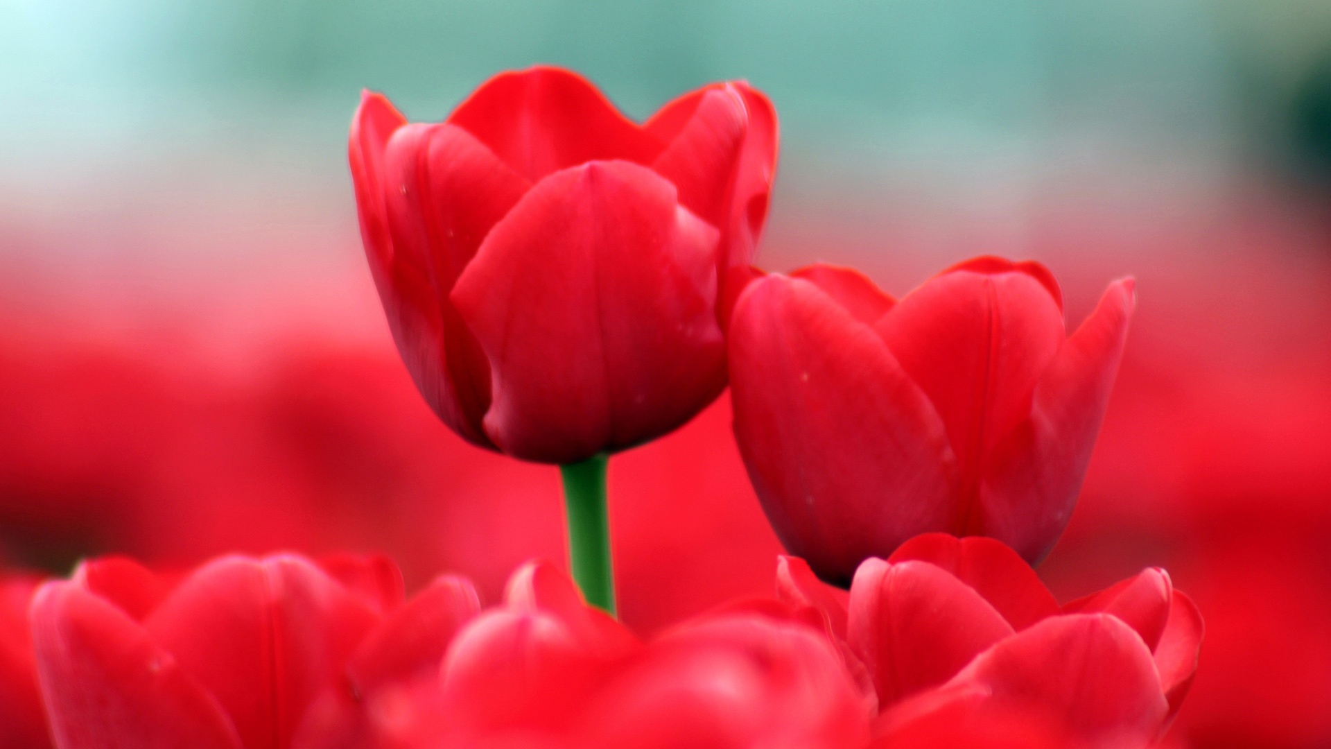 Red tulips