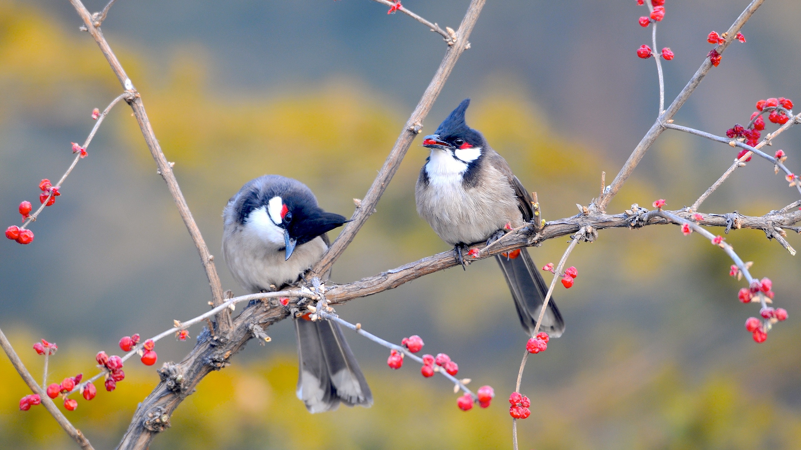 Red whiskered bulbul birds