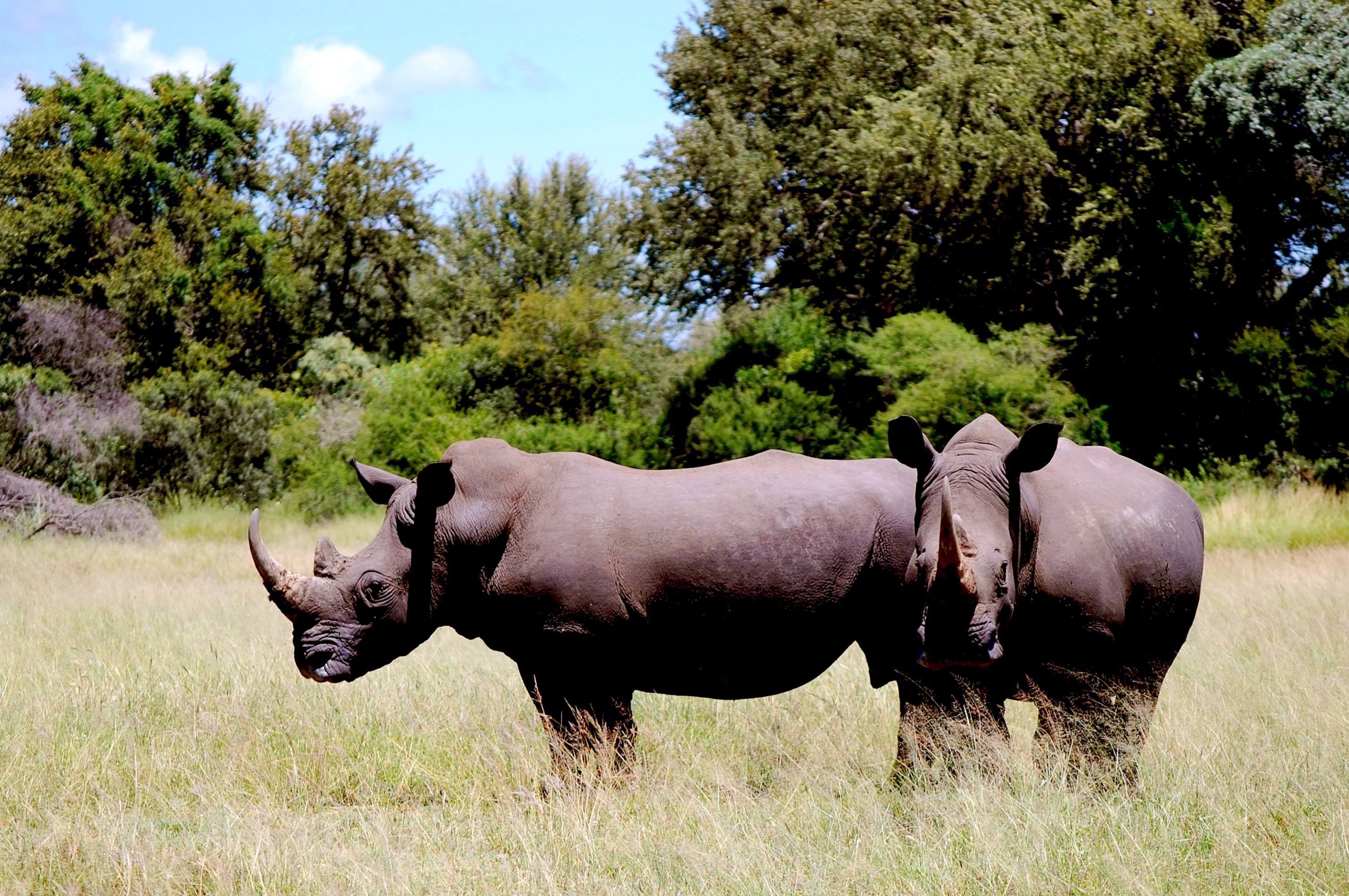 rinocerontes comiendo
