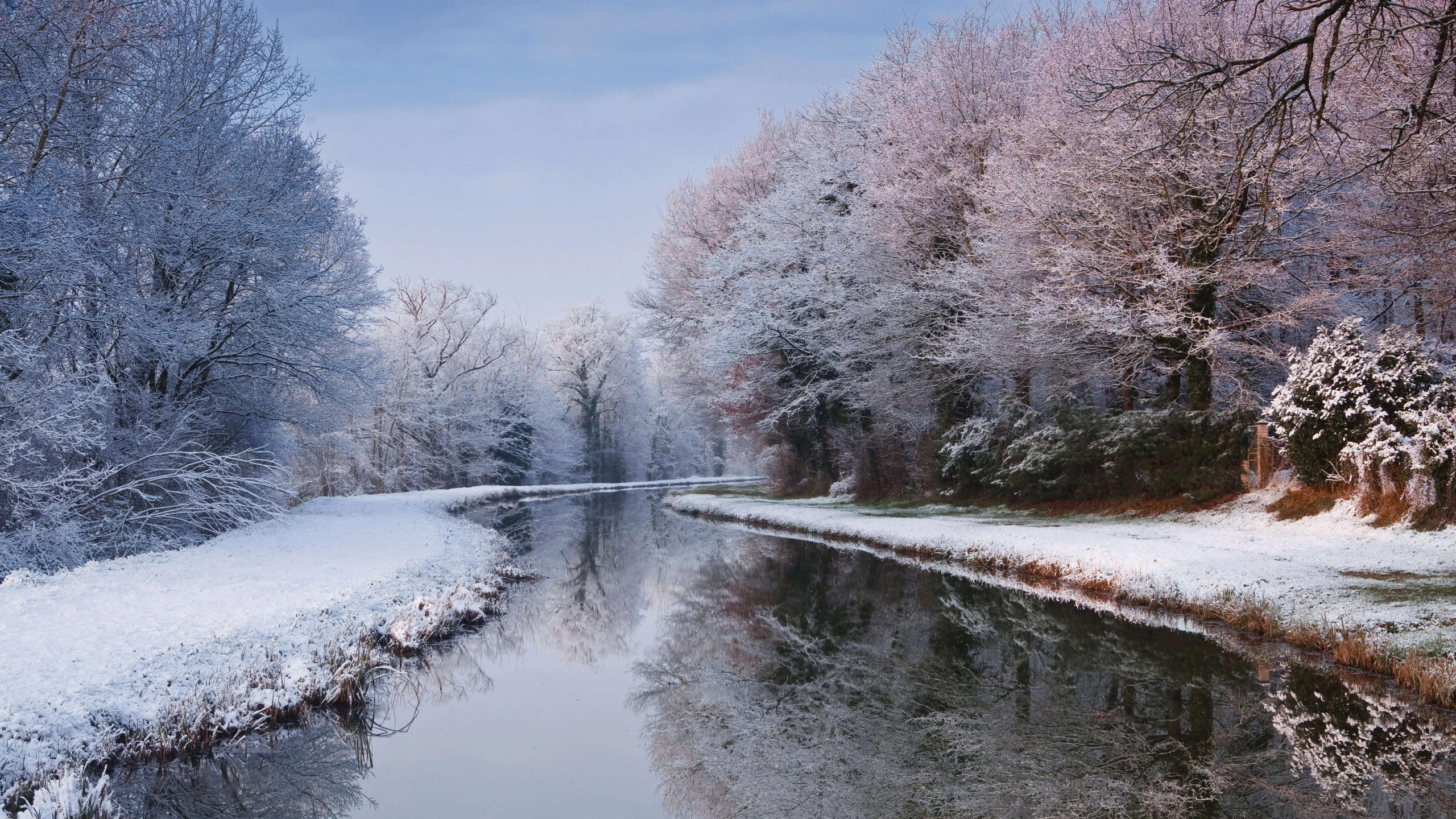 River 2560x1440 winter forest snow trees 5k