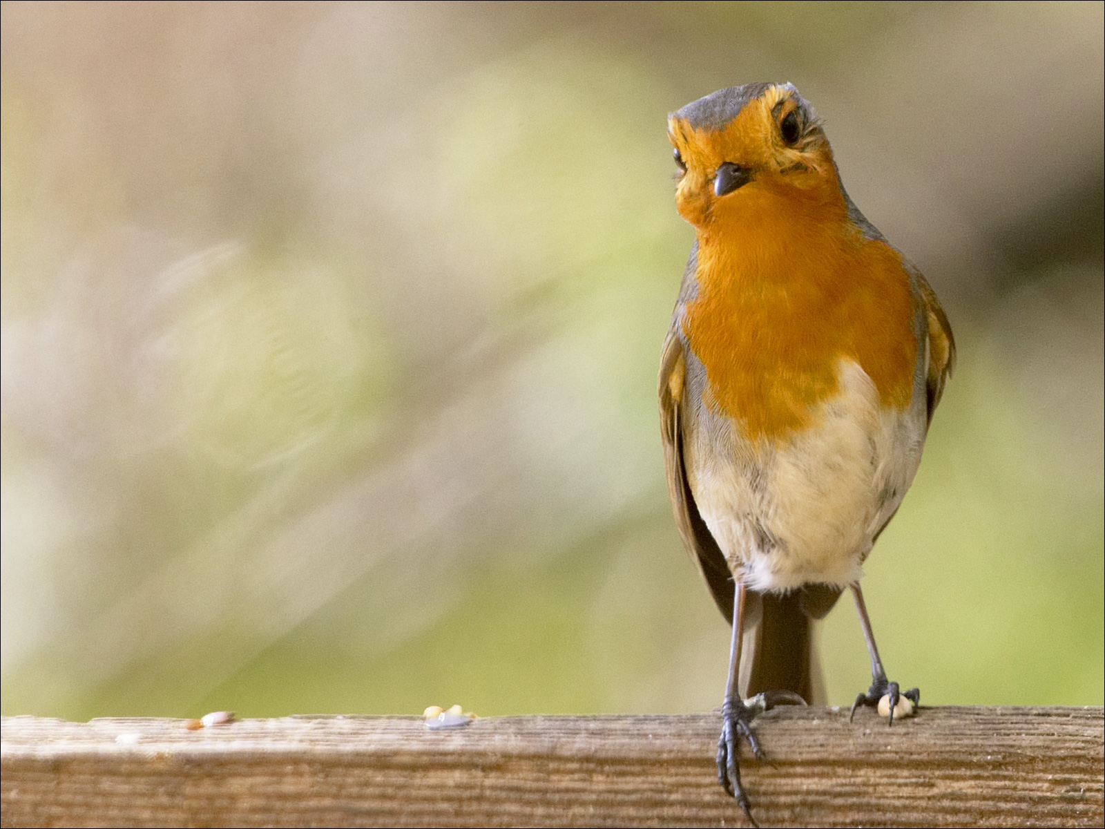 Robin Birds Animals Wallpaper