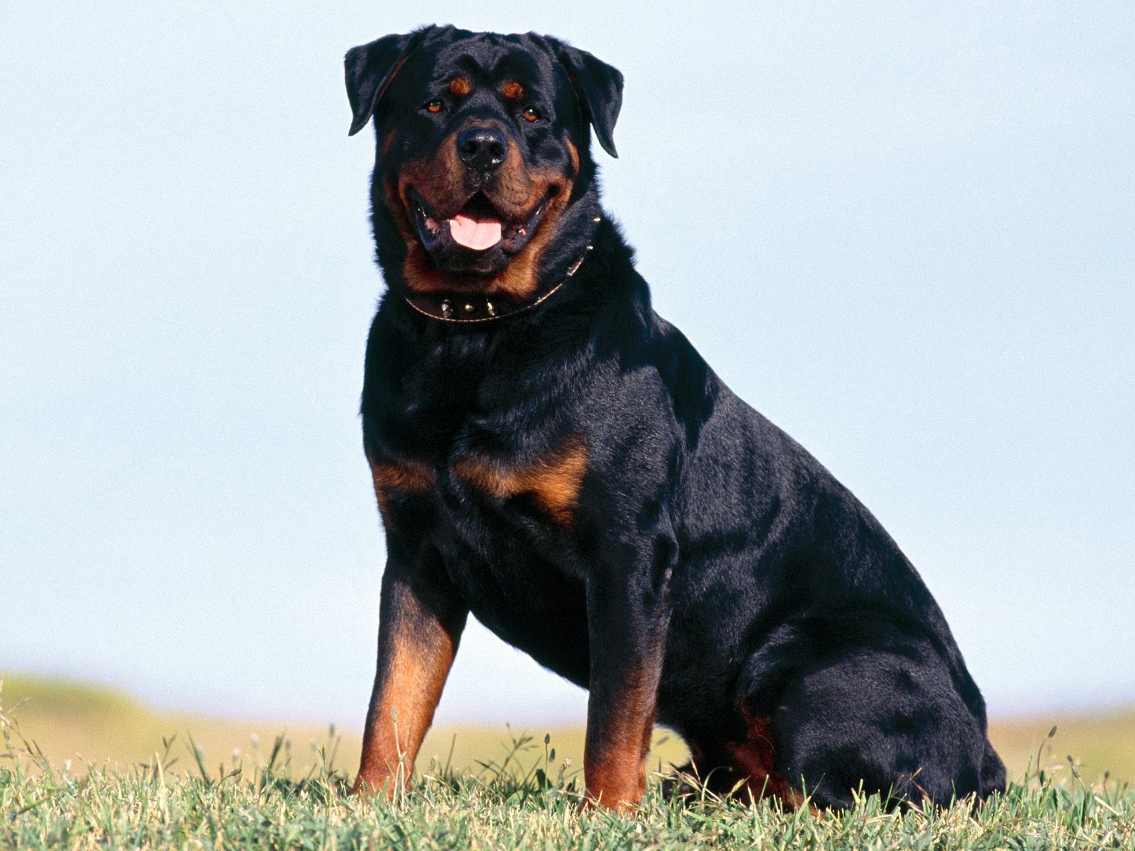 Rottweiler Strong Animals Backgrounds