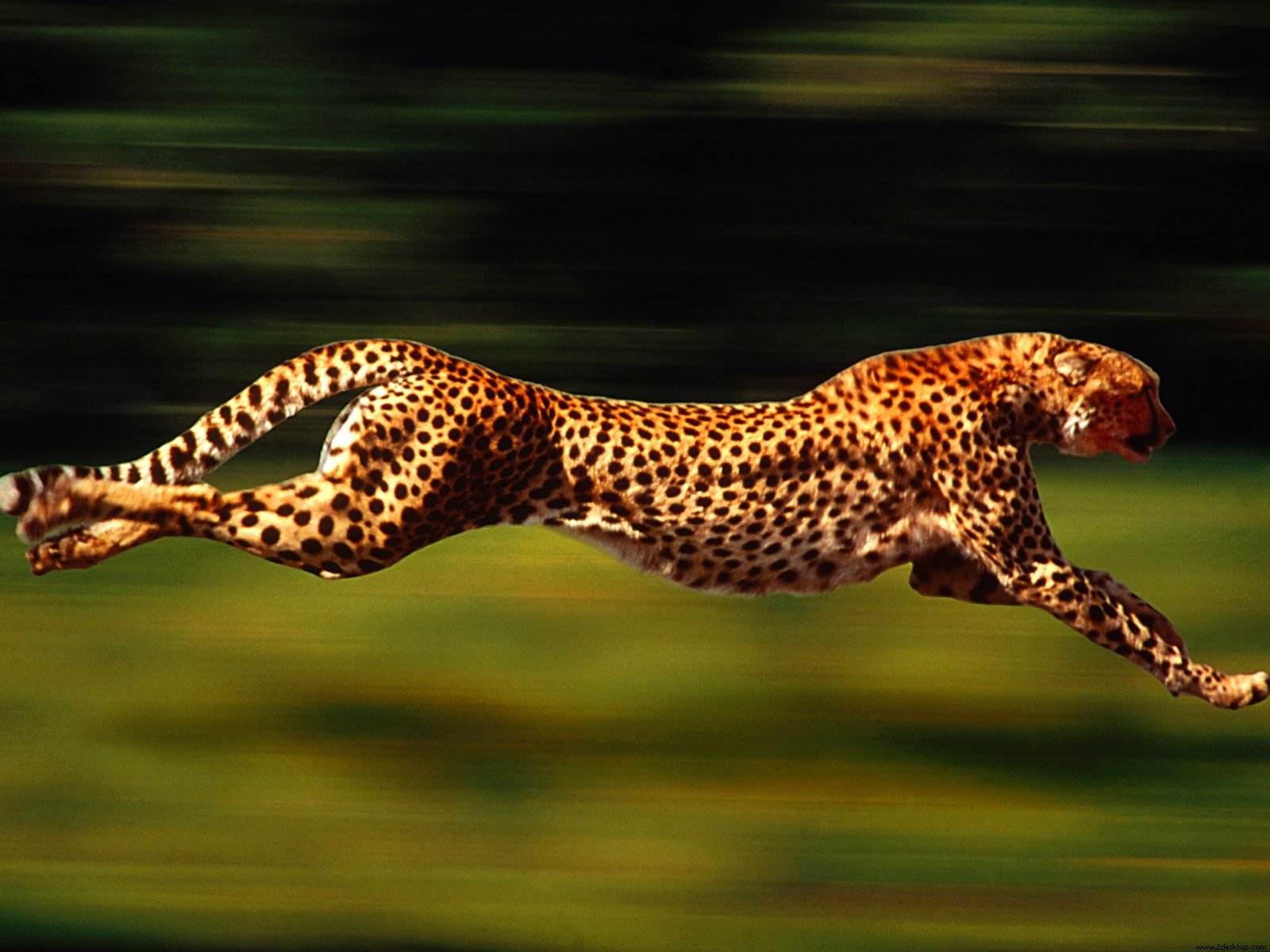 Running Cheetah Animal Picture