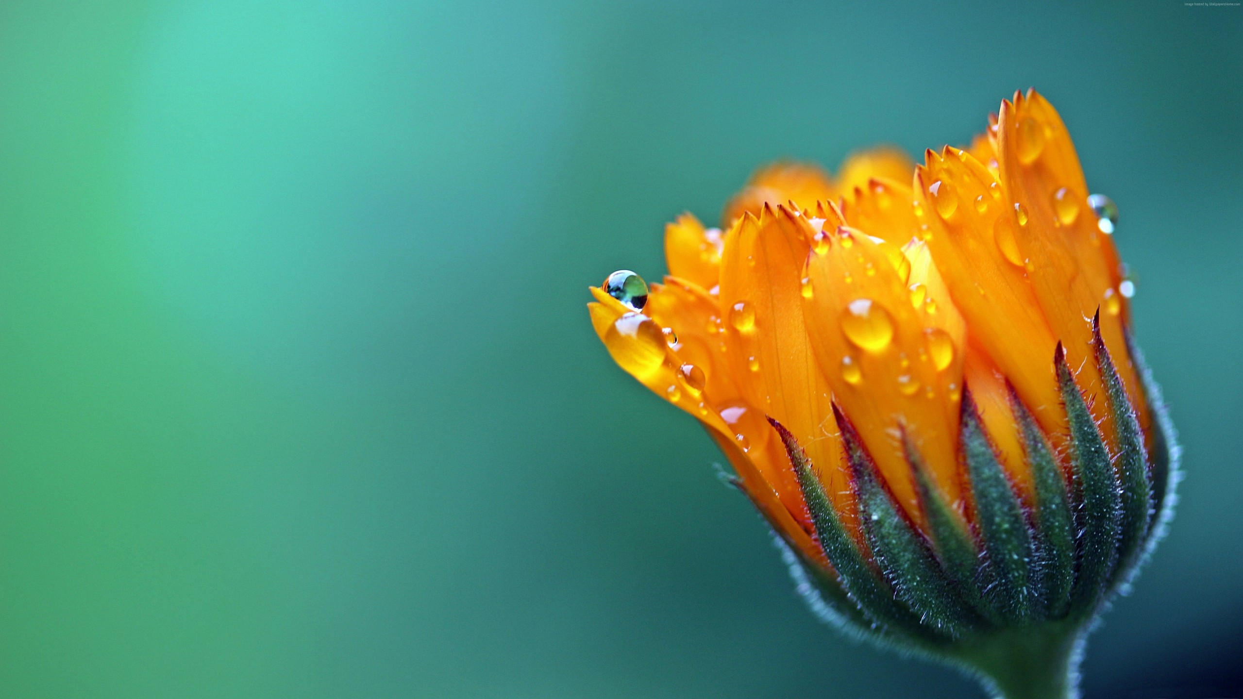 Salendula marigold 2560x1440 5k 4k wallpaper flower drop macro
