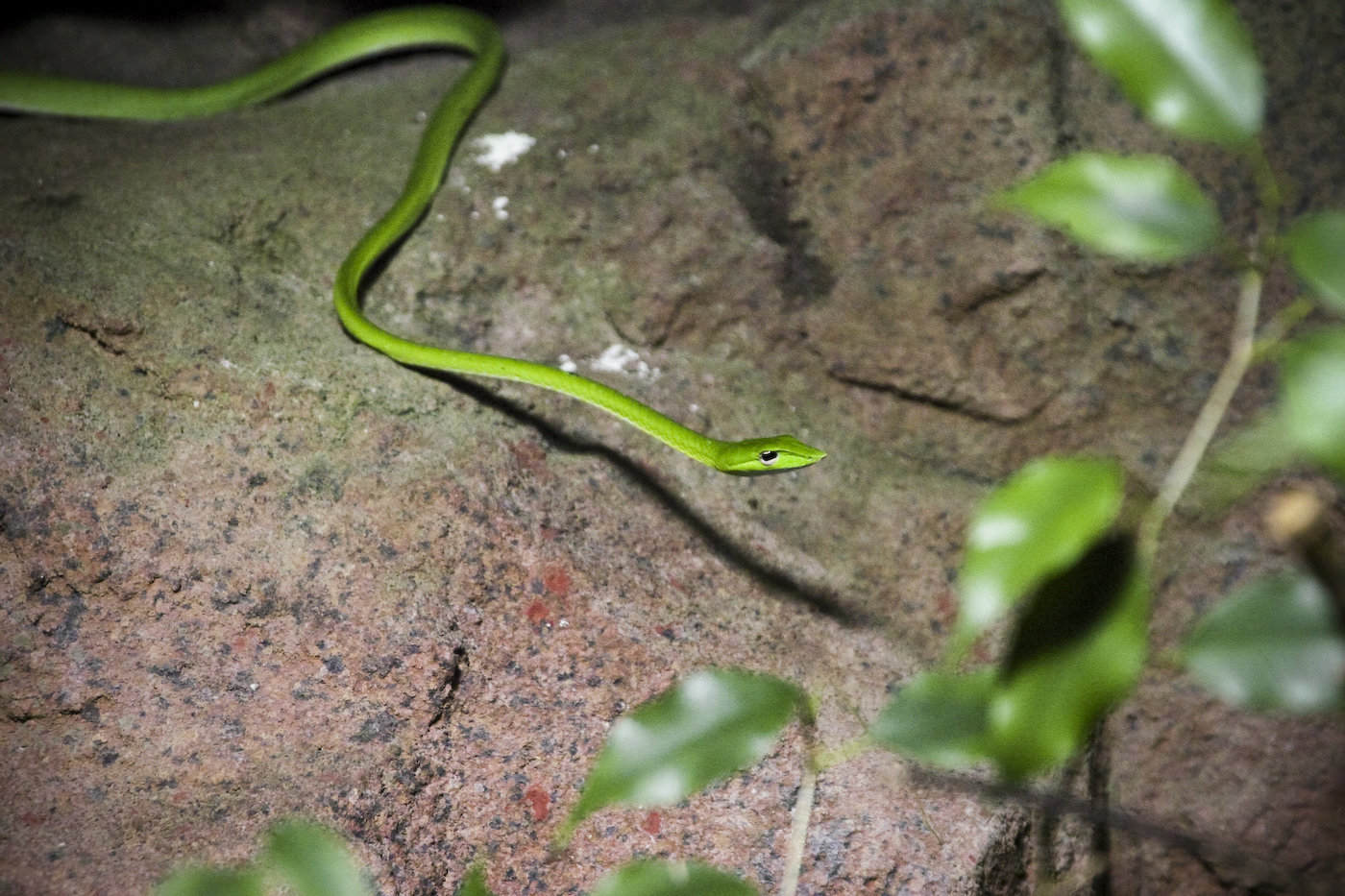 serpiente verde
