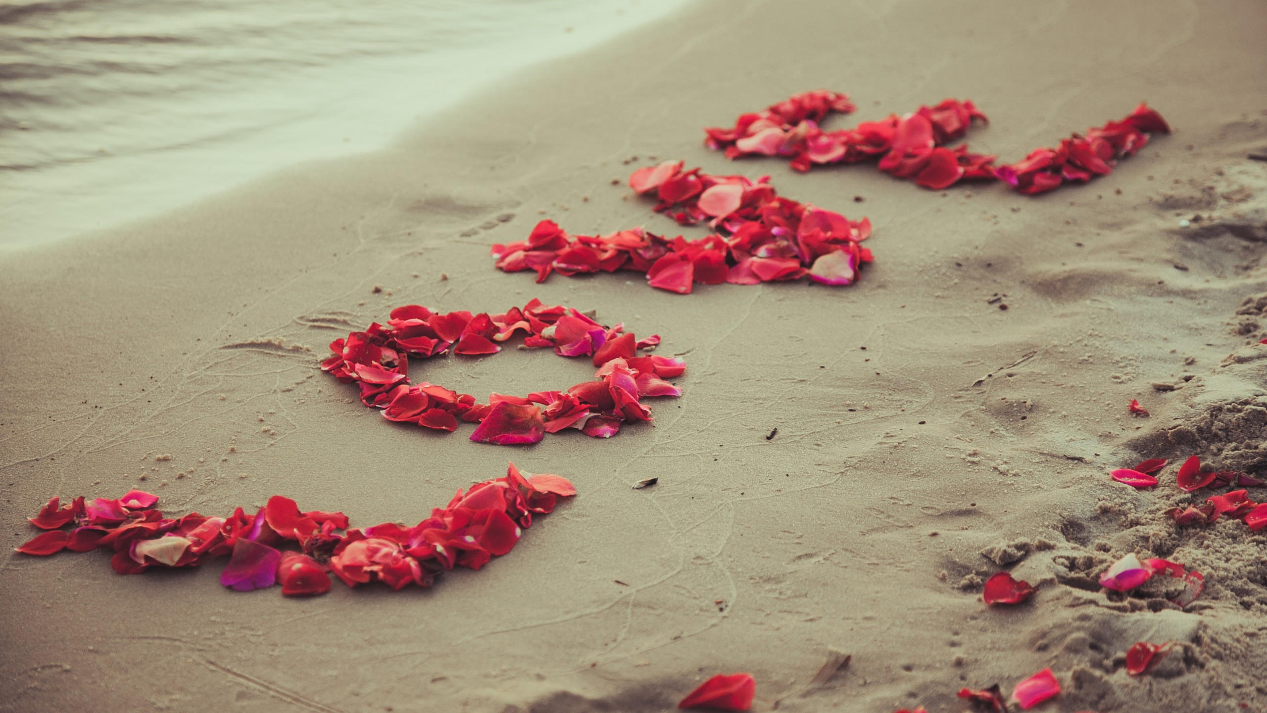 Shore 2560x1440 5k 4k wallpaper 8k beach petals love sand