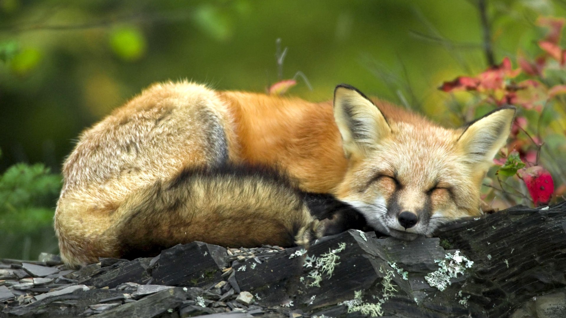 Sleeping red fox Fun Animal Wallpapers