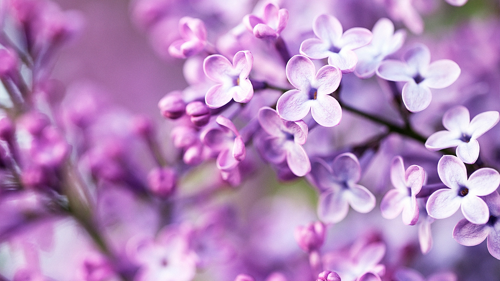 Spring purple flowers