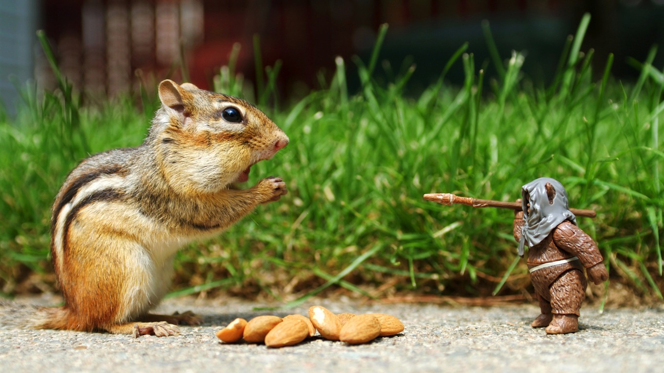 Squirrel eating nuts animals wallpapers