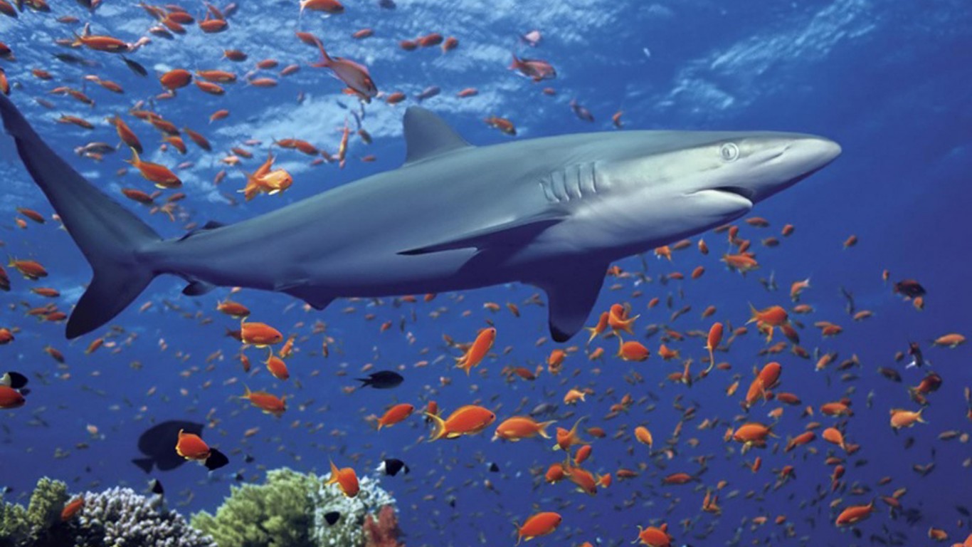 Tiburon hambriento