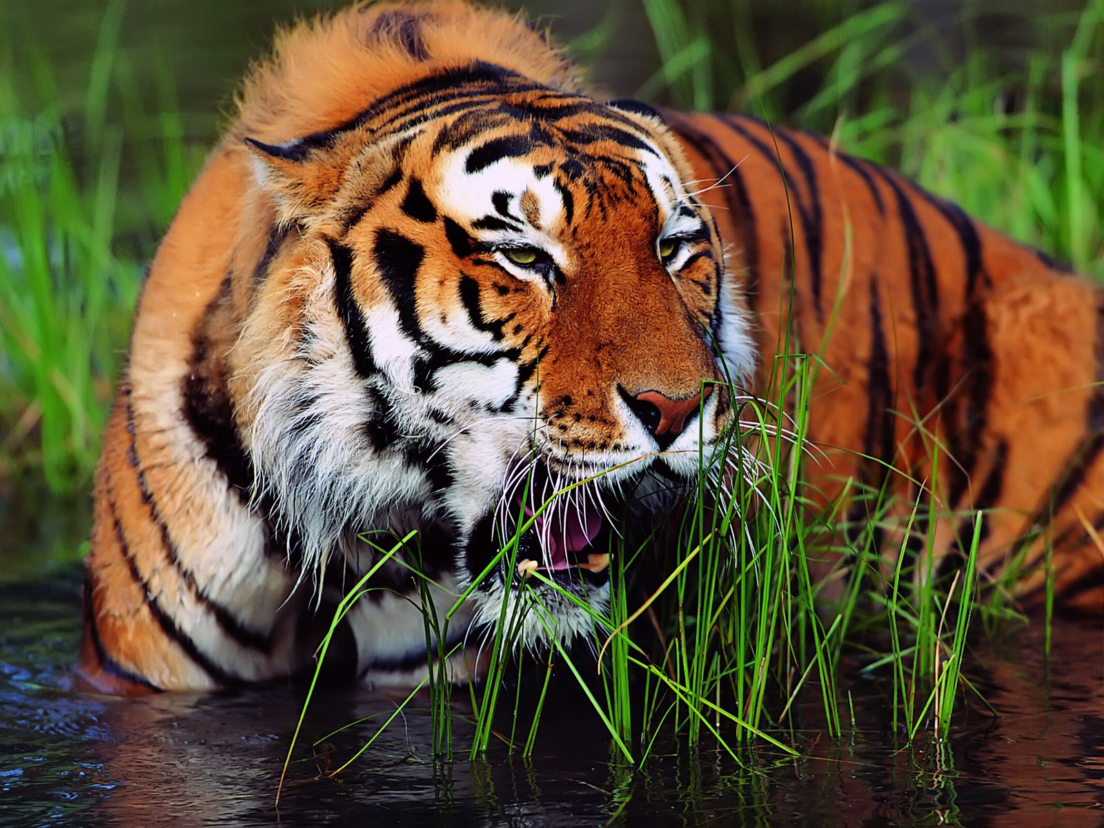 Tiger animal wallpapers