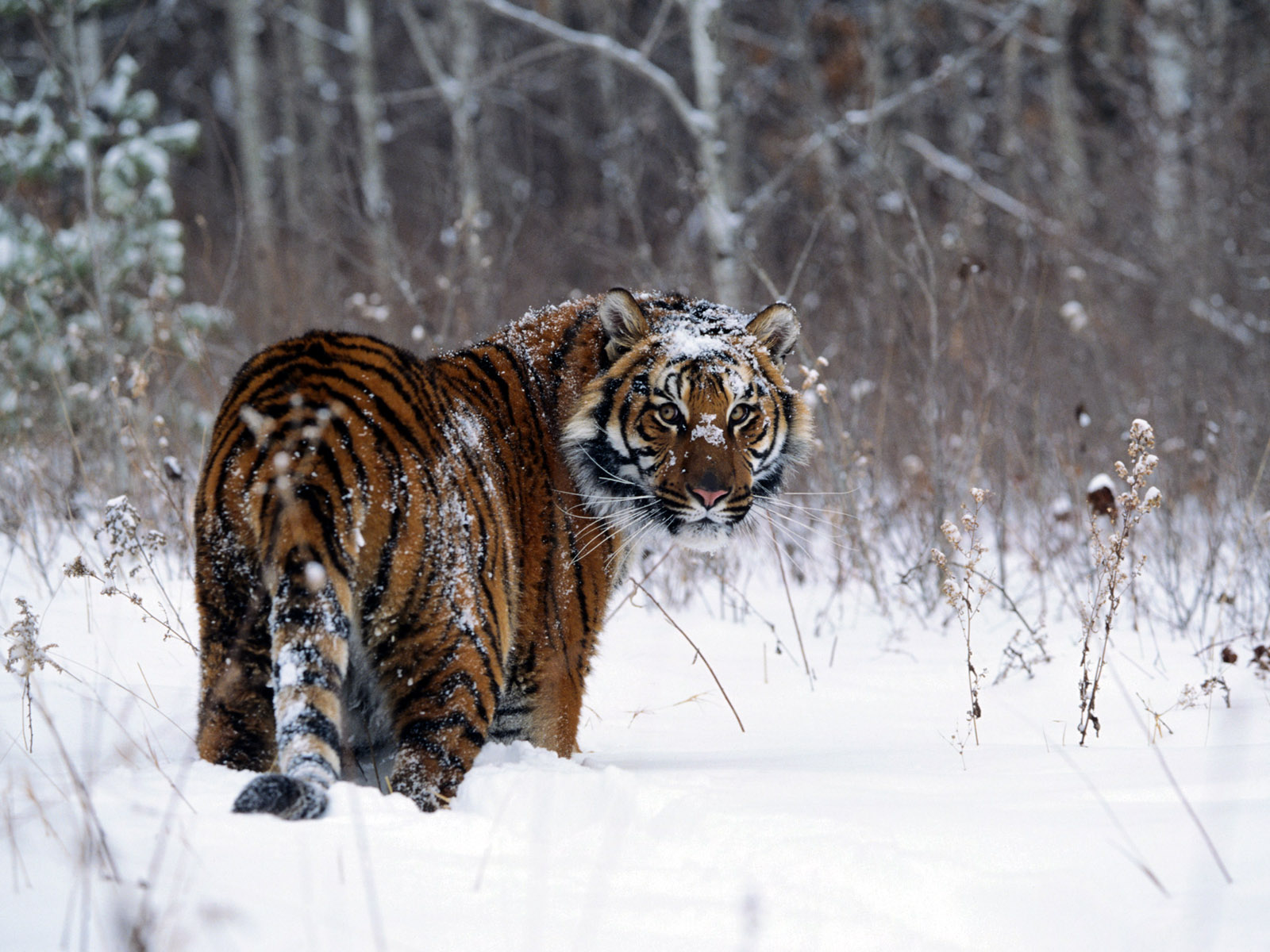 Tiger in snow normal