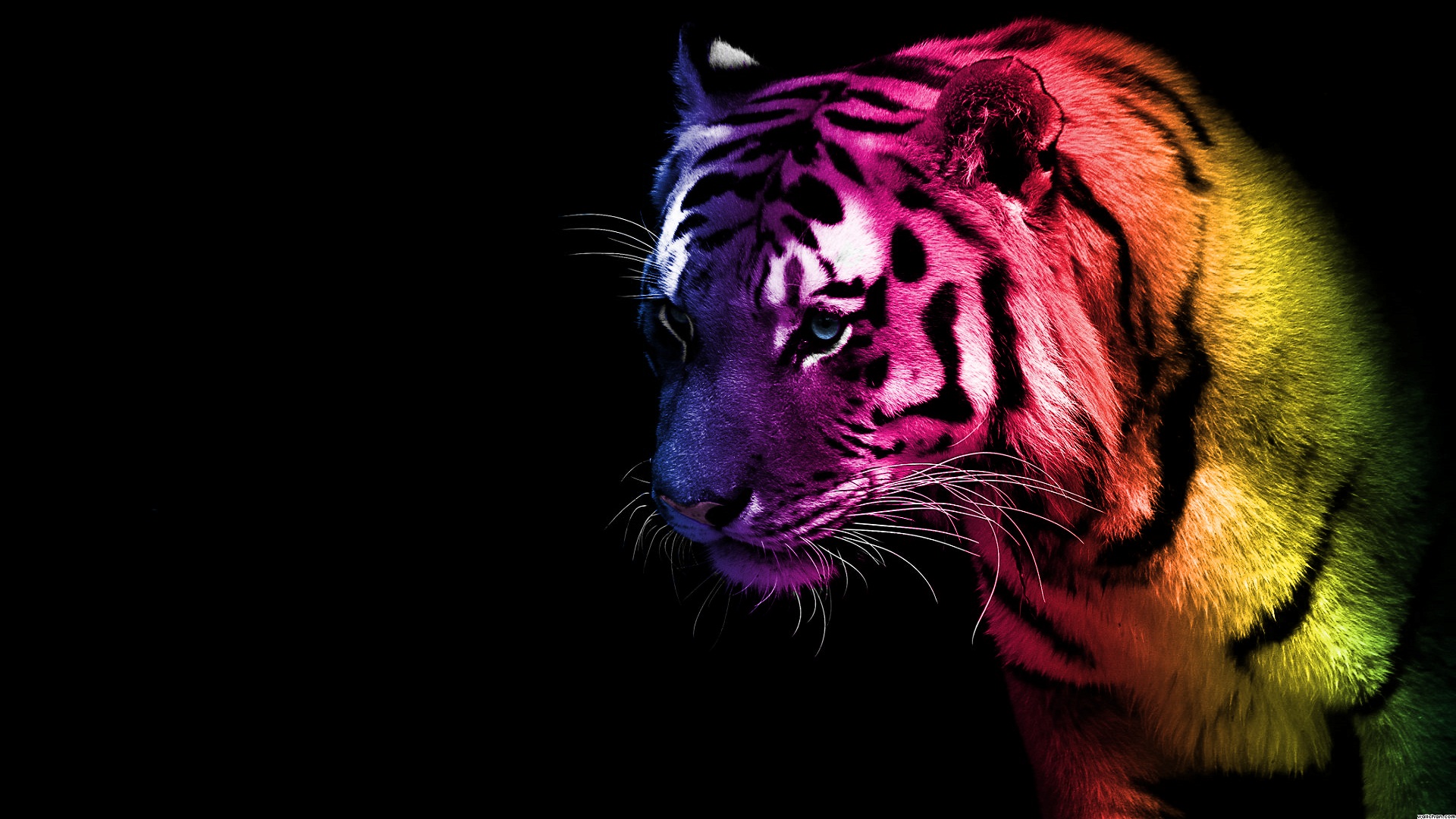 Tigre arcoíris en 4K, fondo de alta calidad y colorido