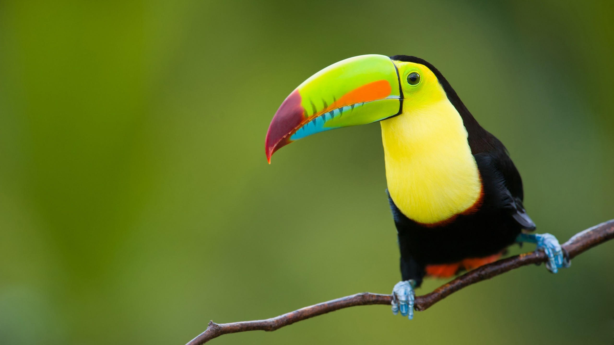 Toucan 2560x1440 bird 4k
