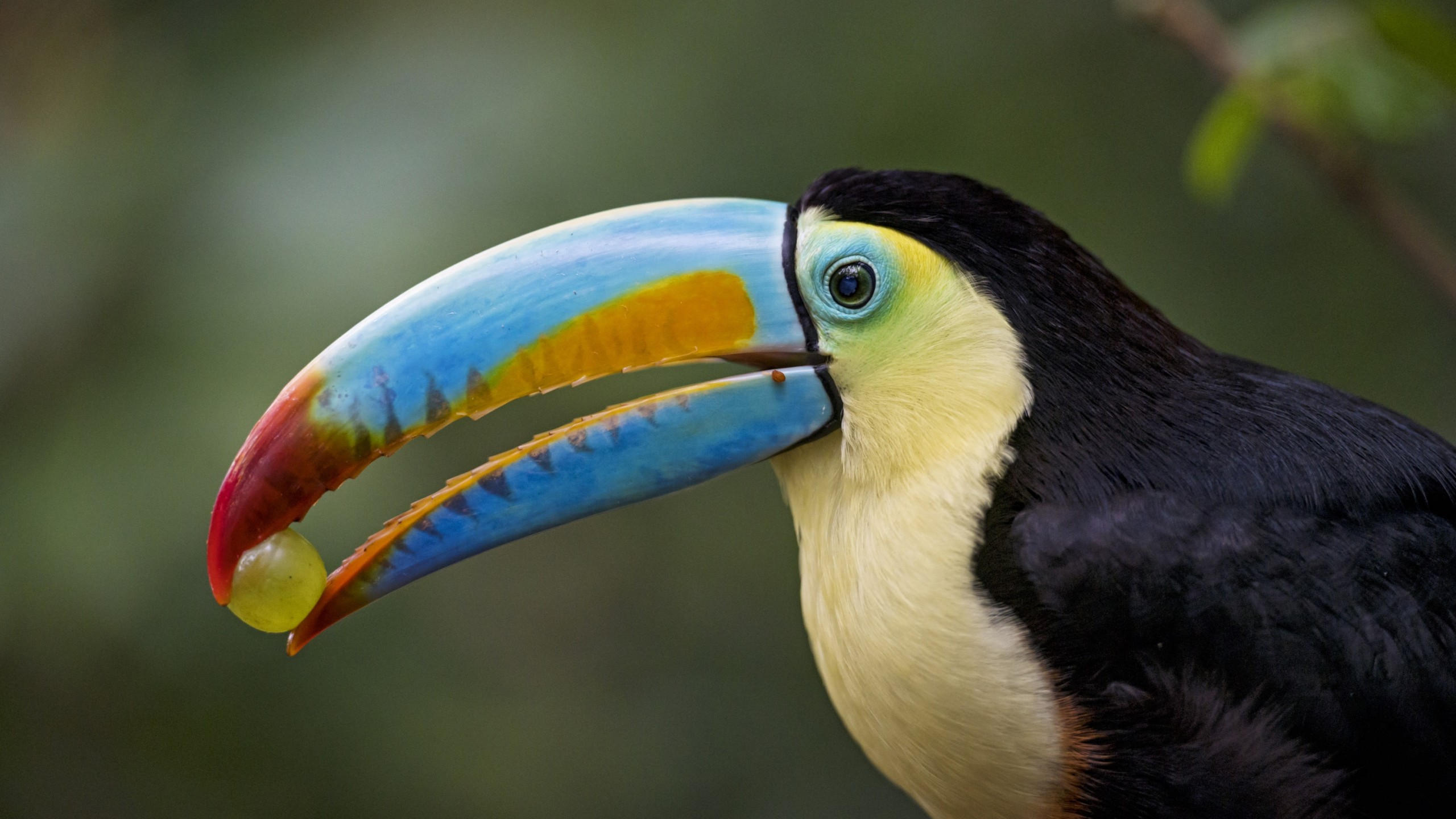 Toucan 2560x1440 bird 4k