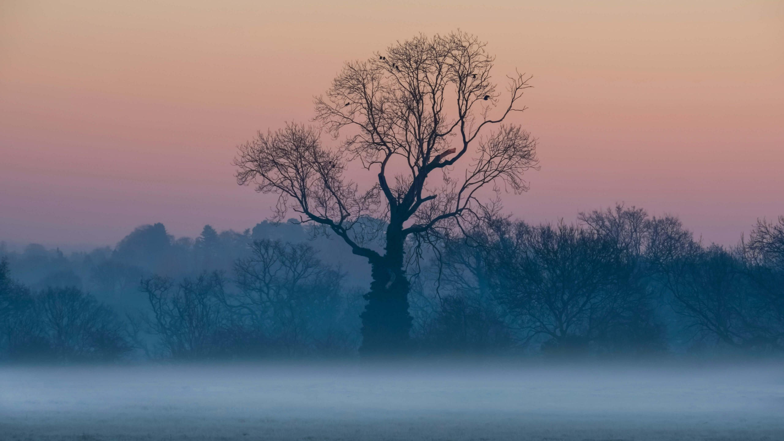 Tree 2560x1440 sunrise fog 5k