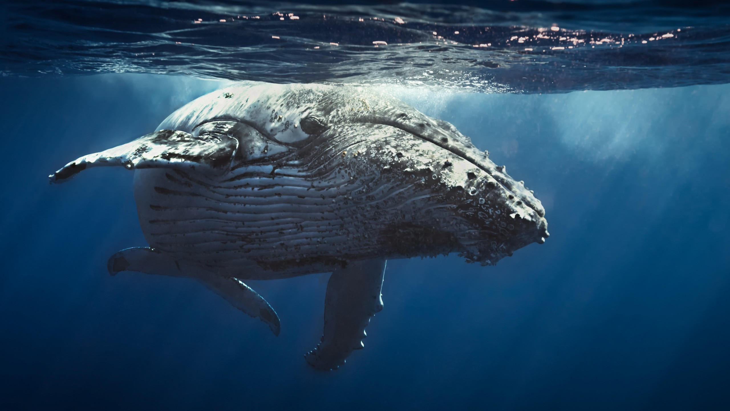 Underwater 2560x1440 whale 4k