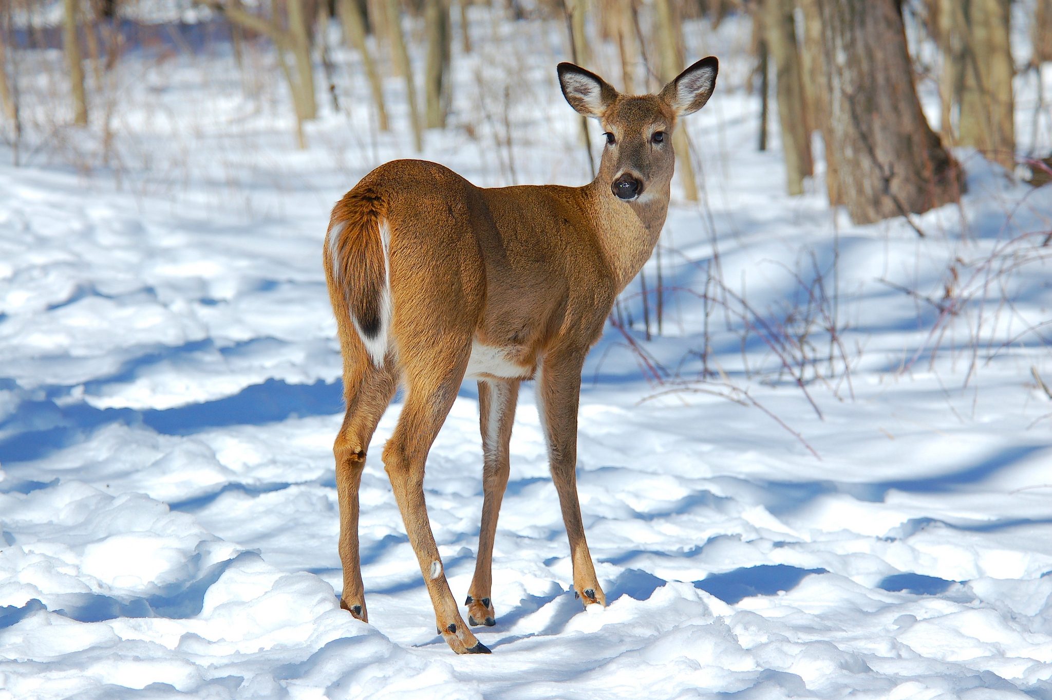 venado en la nieve