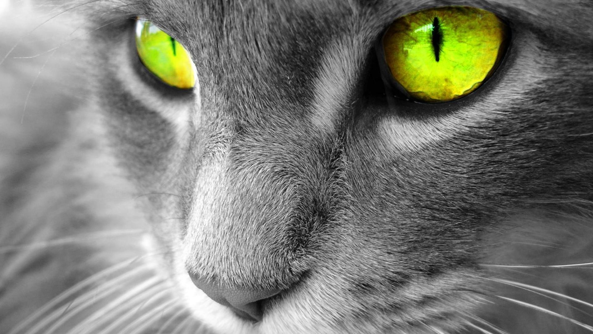 Wallpaper gato con ojos hermosos