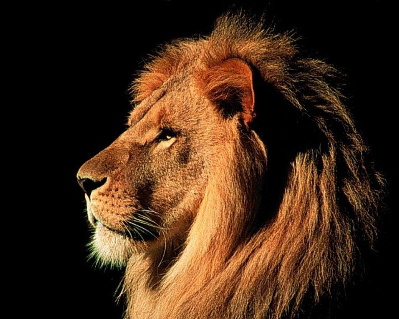 Wallpapers animals lion