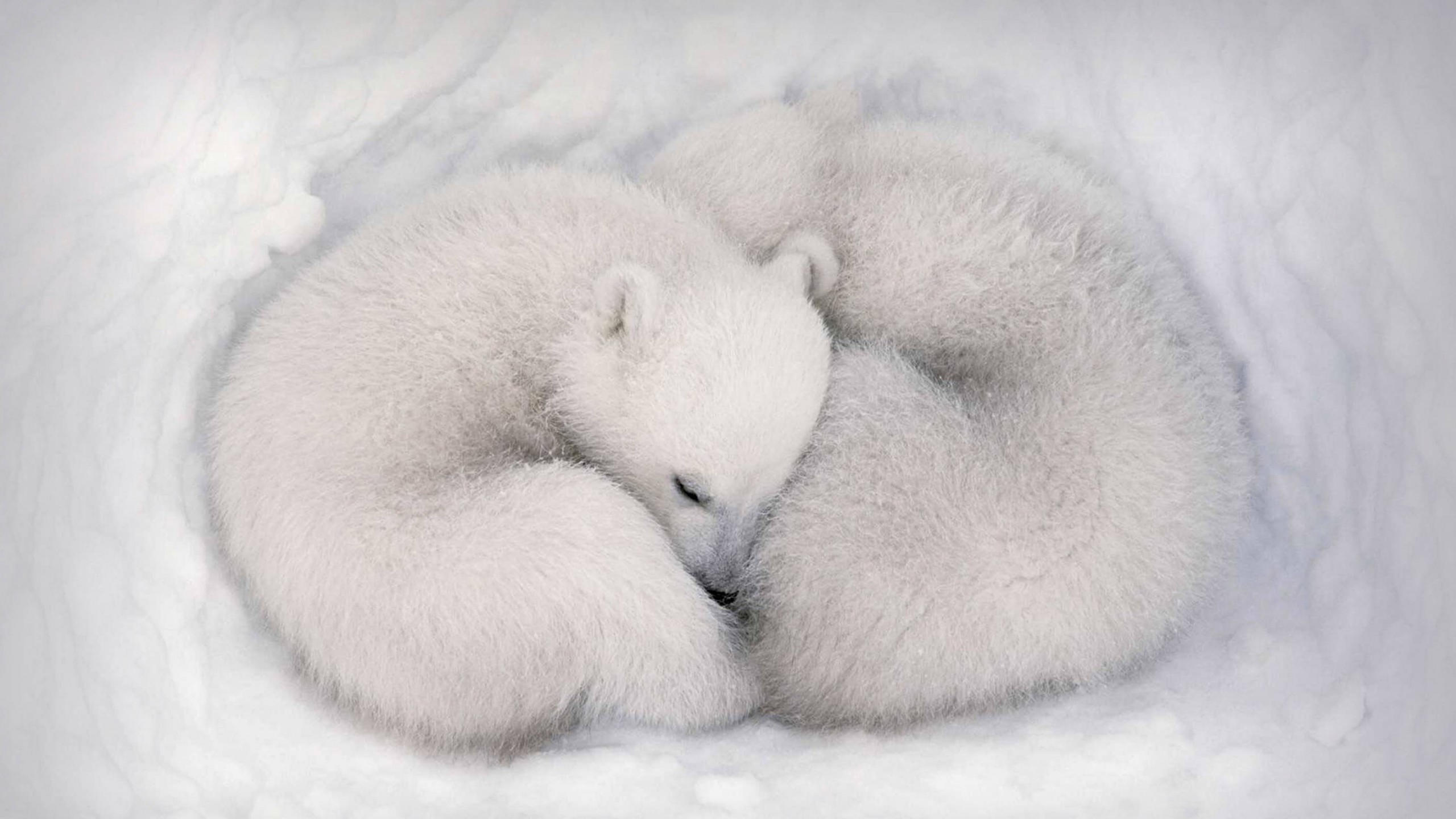 White bear 2560x1440 cute animals hd