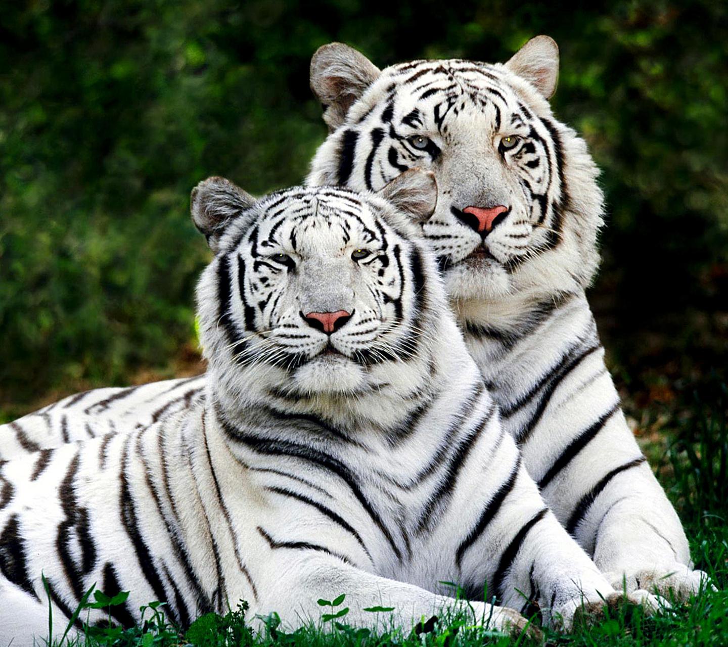 White Tigers