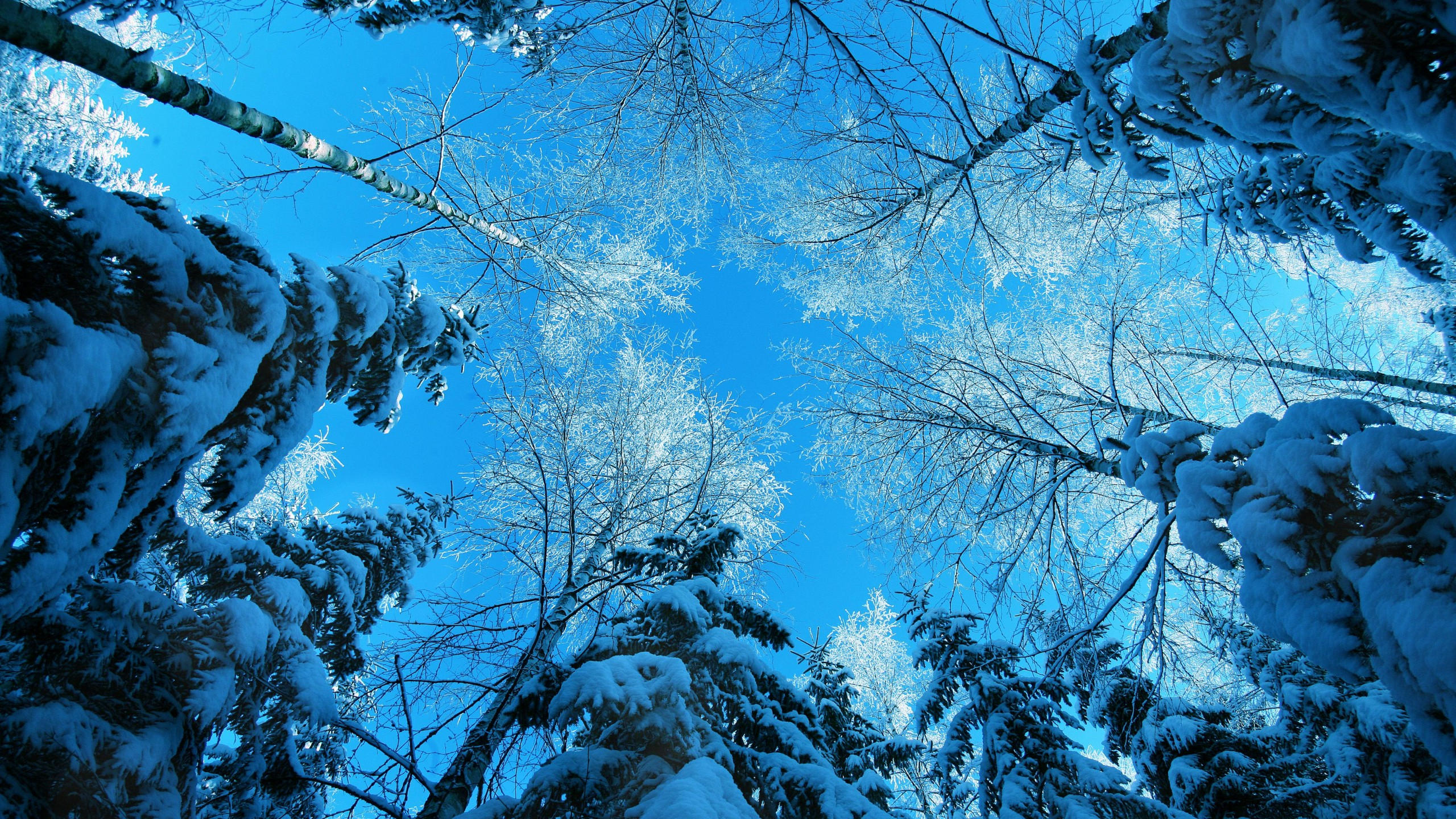 Winter 2560x1440 5k 4k wallpaper forest fir tree snow winter