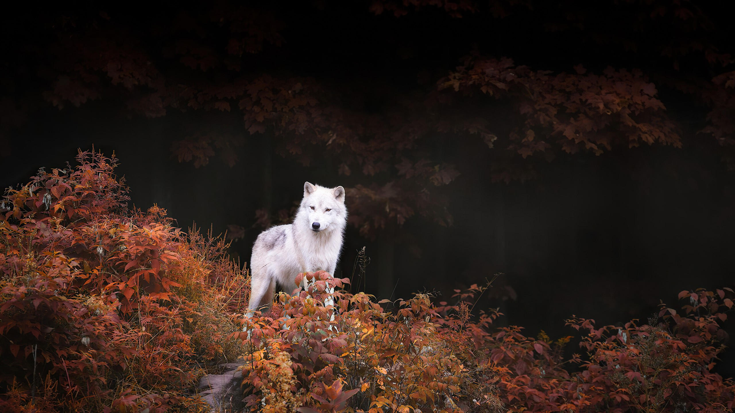 Wolf 2560x1440 white autumn forest 4k