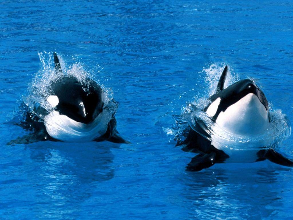 Ballenas orcas