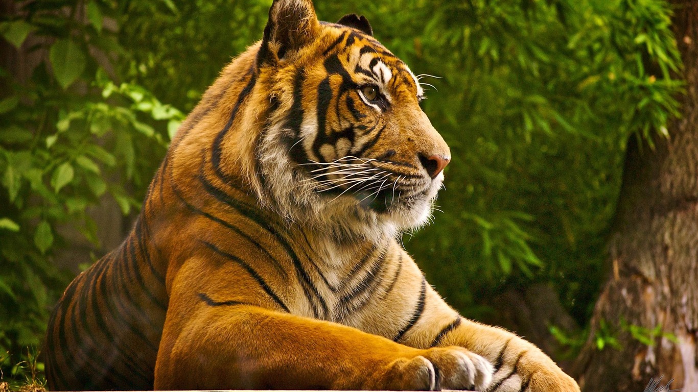 Tigre majestuoso en la selva - Wallpaper 4K HD