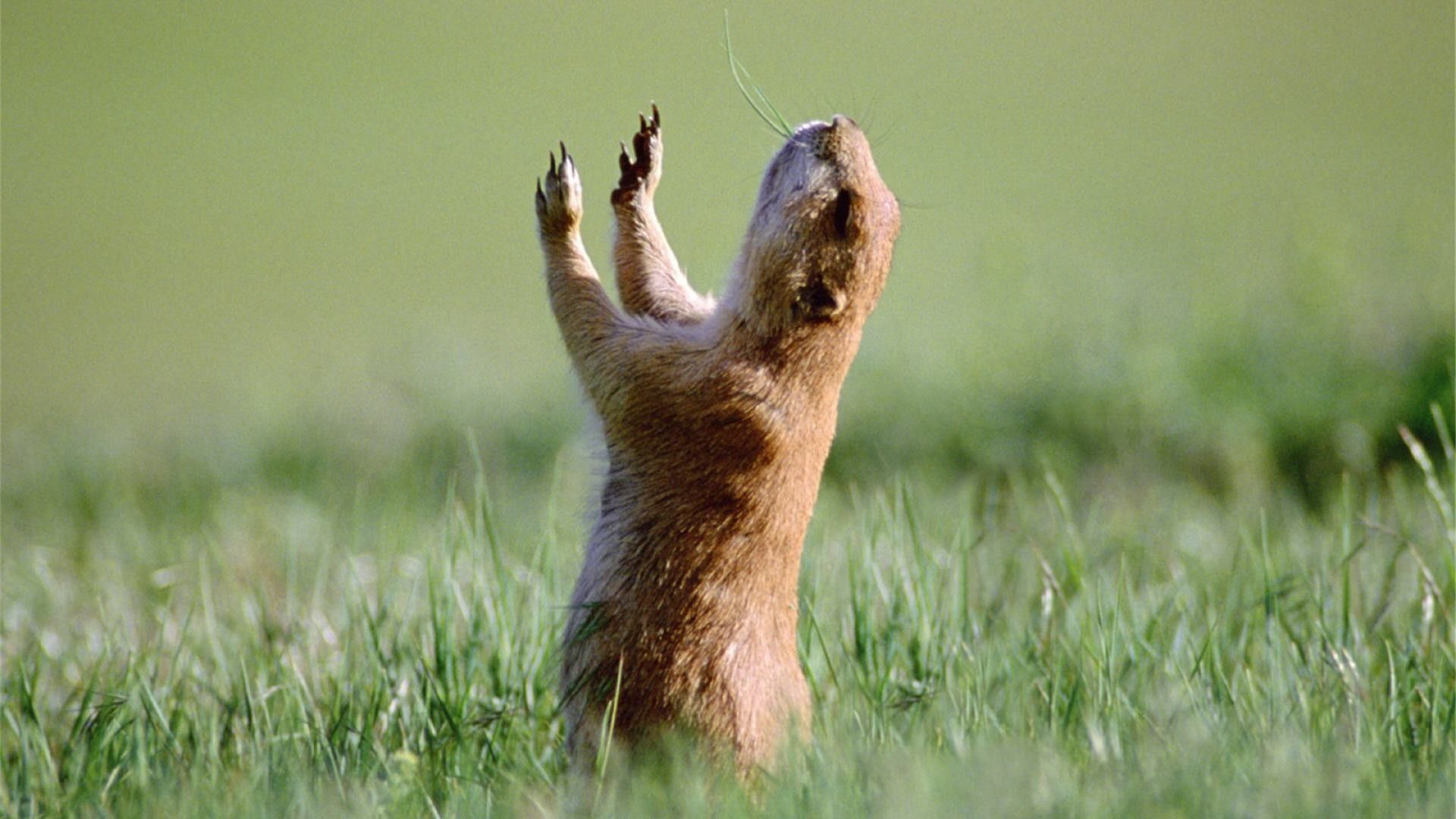 Fondo 0528 fondo de pantalla de animales divertidos 5 1920