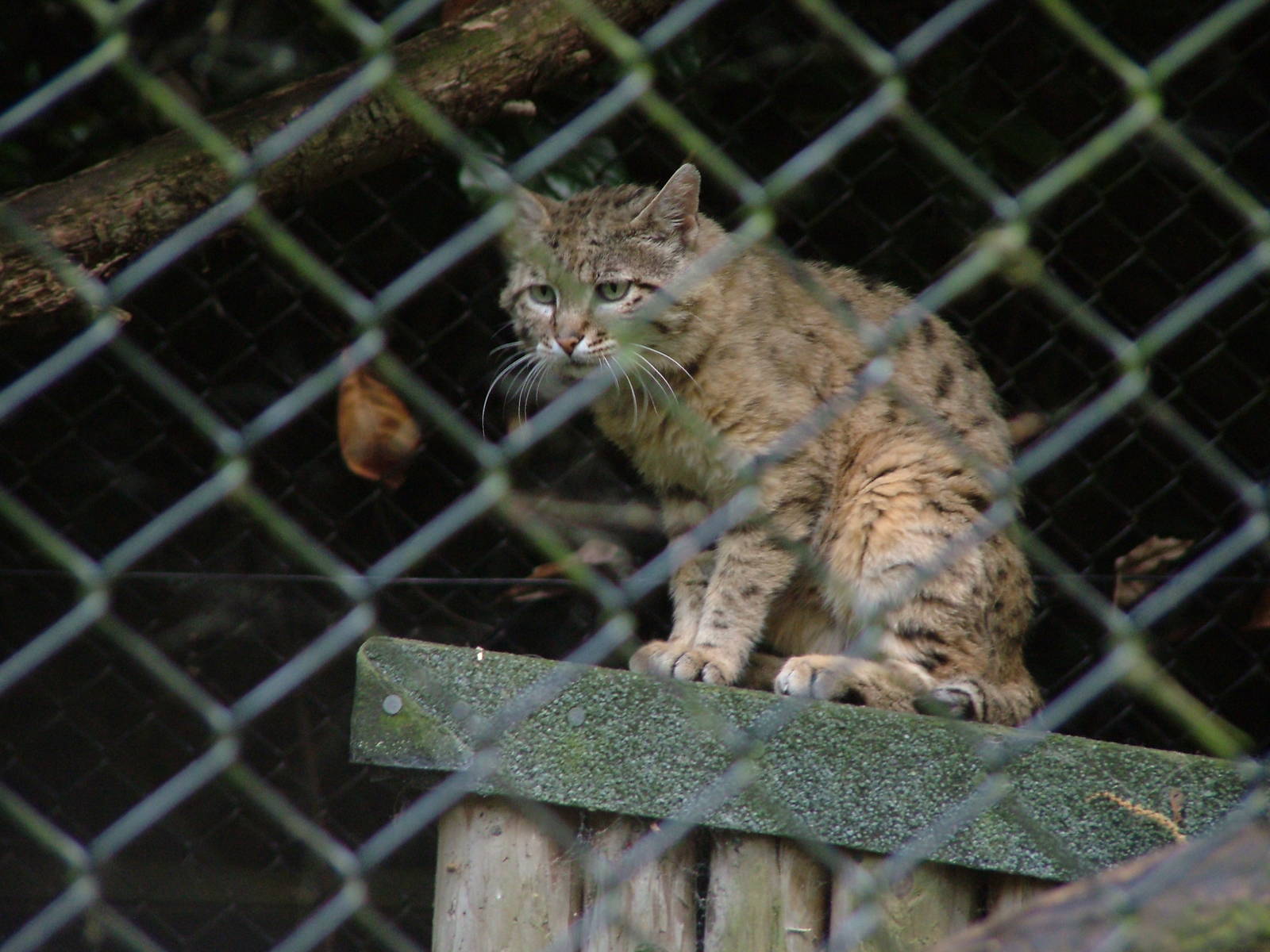 Gato salvaje entre rejas, fondo de pantalla 4K HD