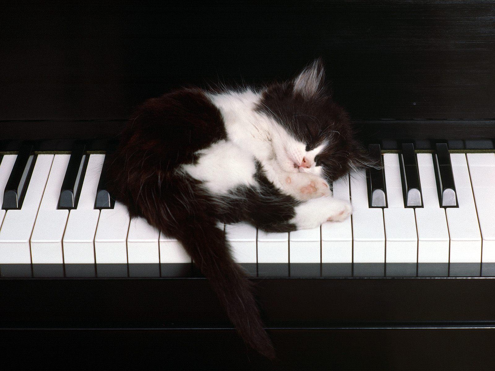 Fondo de pantalla gatito dormido en piano