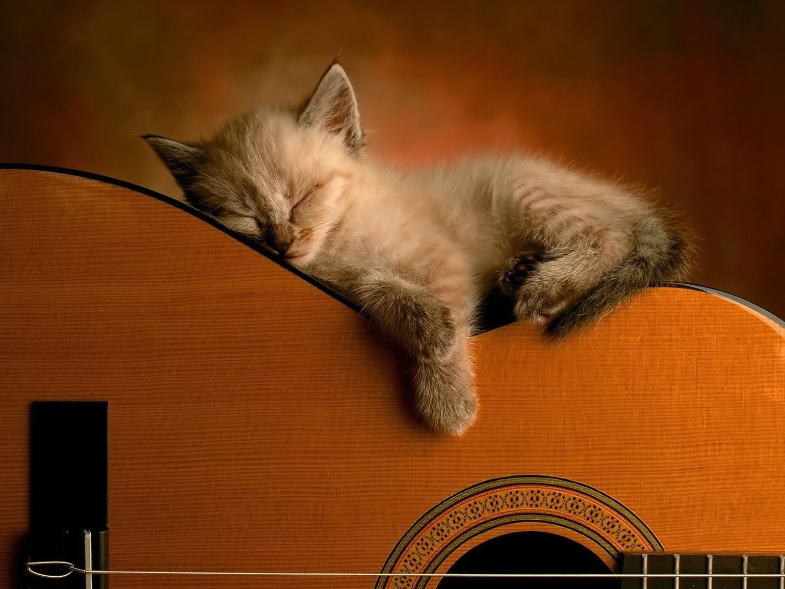 Fondo de pantalla gatito en una guitarra