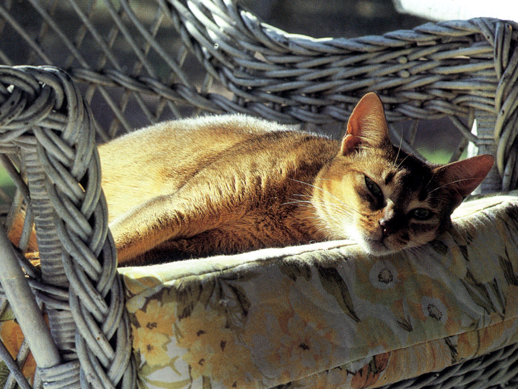 Fondo de pantalla gato en sillon