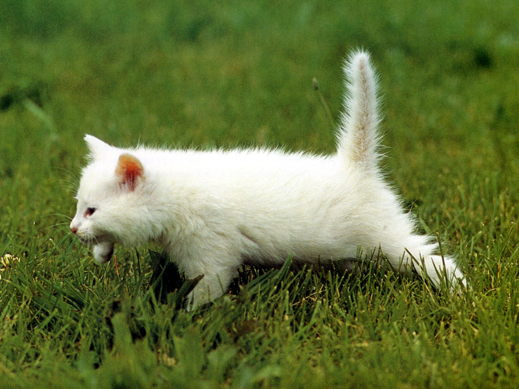 Gatito blanco en el césped verde - Wallpaper 4K HD