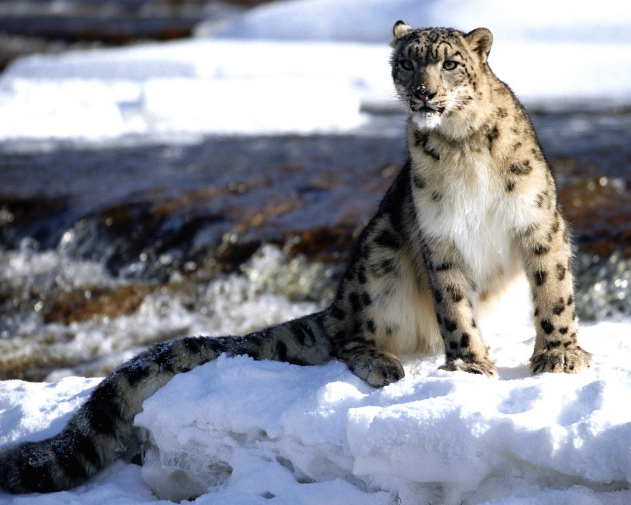 Leopardo de las nieves en 4K: fondo de pantalla épico